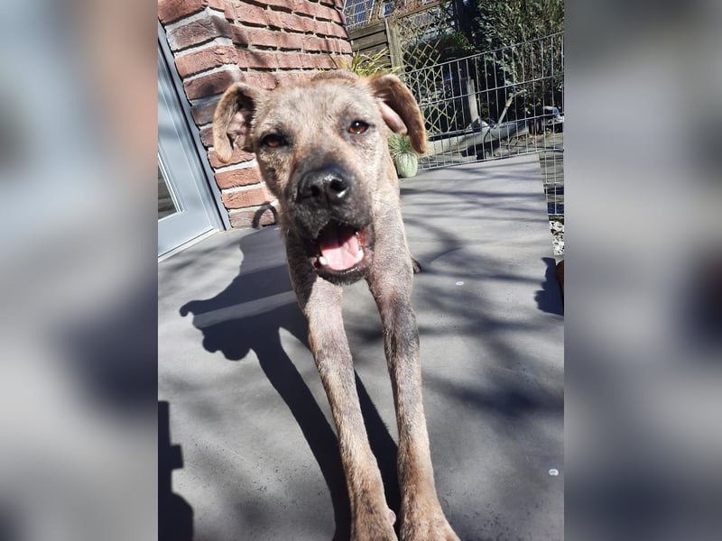 LIV, pure Liebe, 1 Jahr, 40 cm, Mischlingsmädchen, Tierschutz Rumänien, Pflegestelle 46359