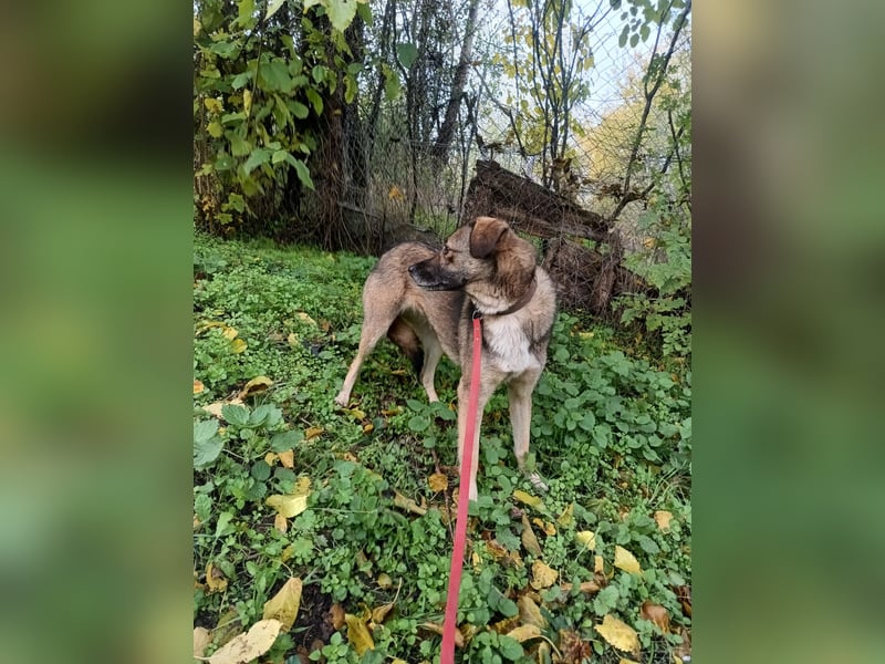 Kara Tierschutzhund sucht ein Zuhause