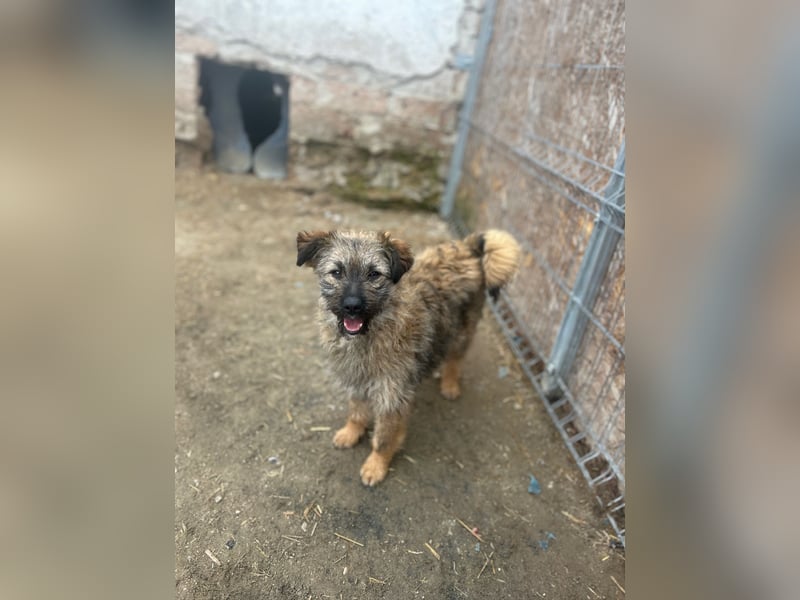 HEARTY, zuckersüßes Spielkind, 1 Jahr, 41 cm, Mischlingsmädchen, Tierschutz Rumänien