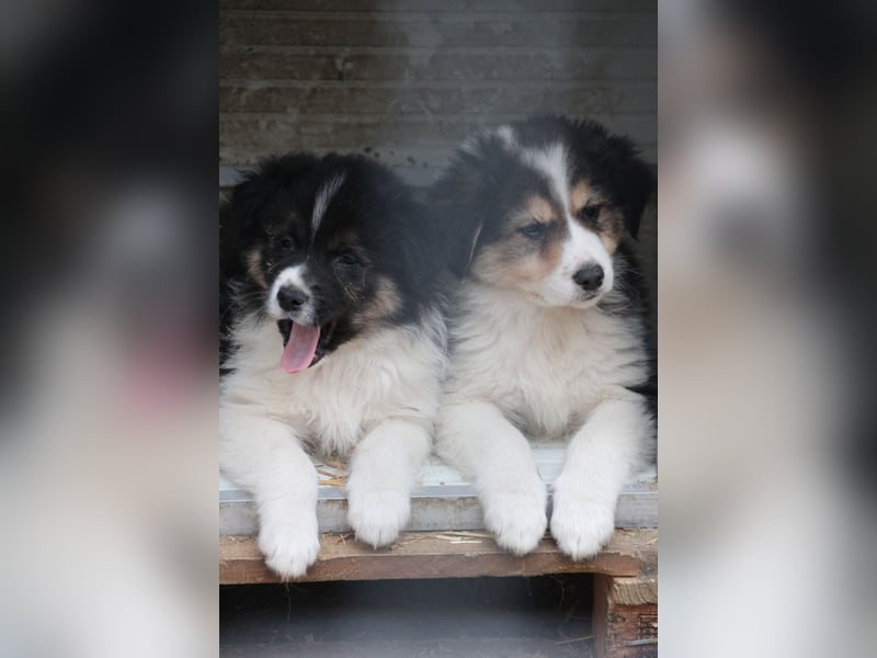 SARINA, Schmuse-Welpin, 3 Monate, 28 cm, Mischlingsmädchen, Tierschutz Rumänien