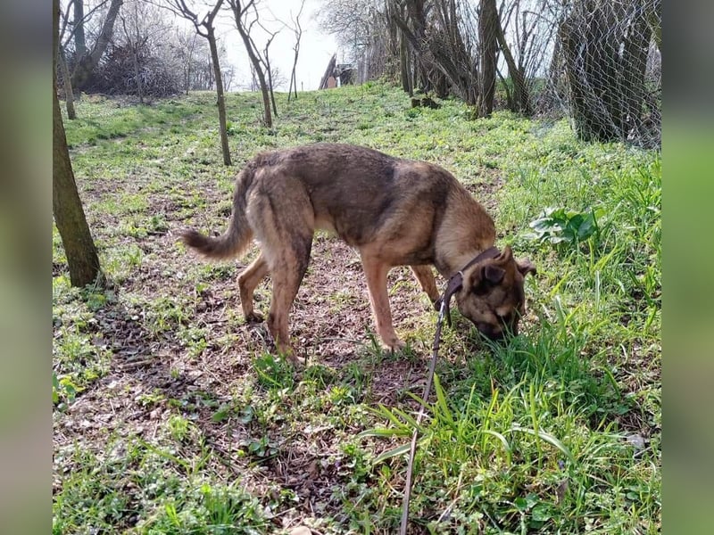 Mina Tierschutzhund sucht ein Zuhause