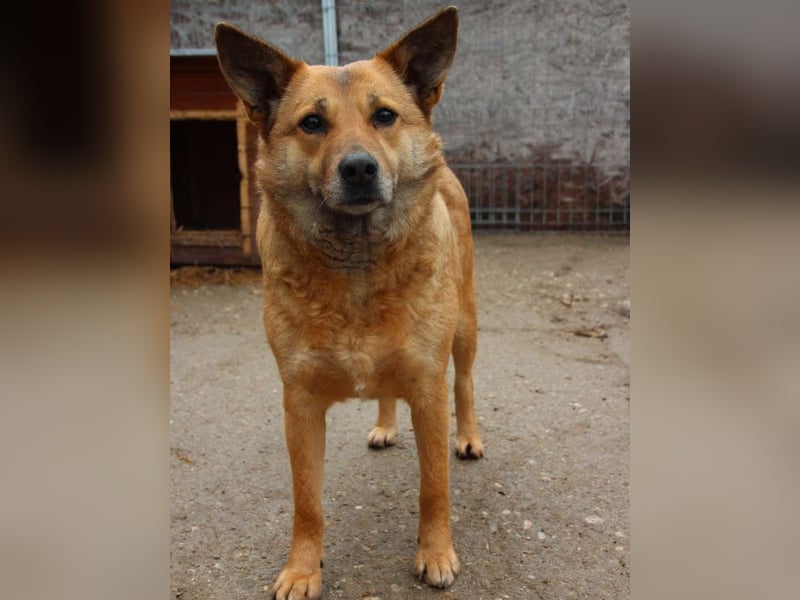 ⭐️FARINA⭐️, Hündin, 4,5 Jahre, 47 cm, Mischling, Tierschutz