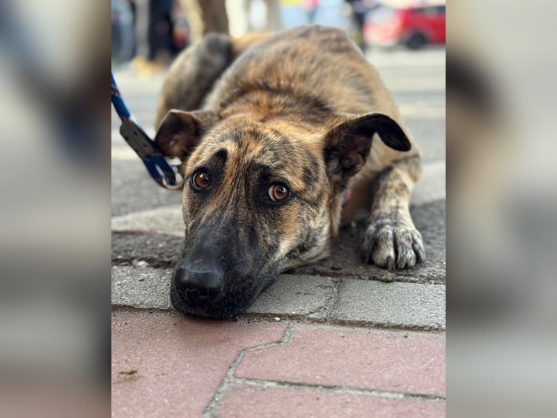 Tasha mag Kinder, ist aber kein Hund für Couchpotatoes- sie möchte Rumänien schnell verlassen