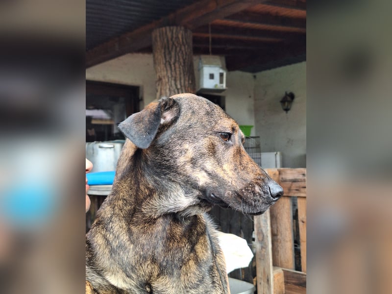 ⭐️ZICO⭐️, besonderes Seelchen, Rüde, 3,5 Jahre, 48 cm, Mischling, Tierschutz Rumänien