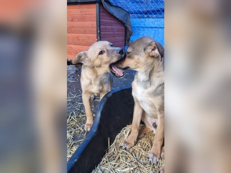 ⭐️Armani⭐️, aufgeweckter Welpe, Rüde, 6 Monate, im Wachstum, Mischling, Tierschutz