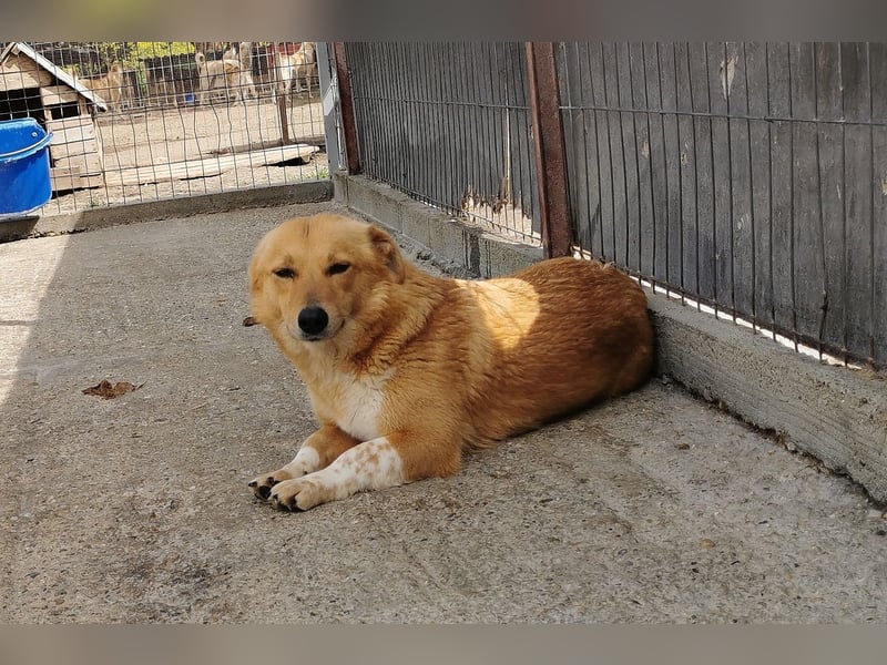 Hier kommt Junghündin Emma