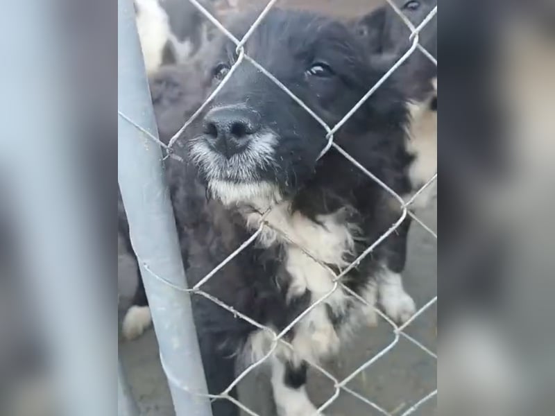 ⭐️GISELLA⭐️, Hündin, 7 Monate, 35 cm, Mischling, Tierschutz