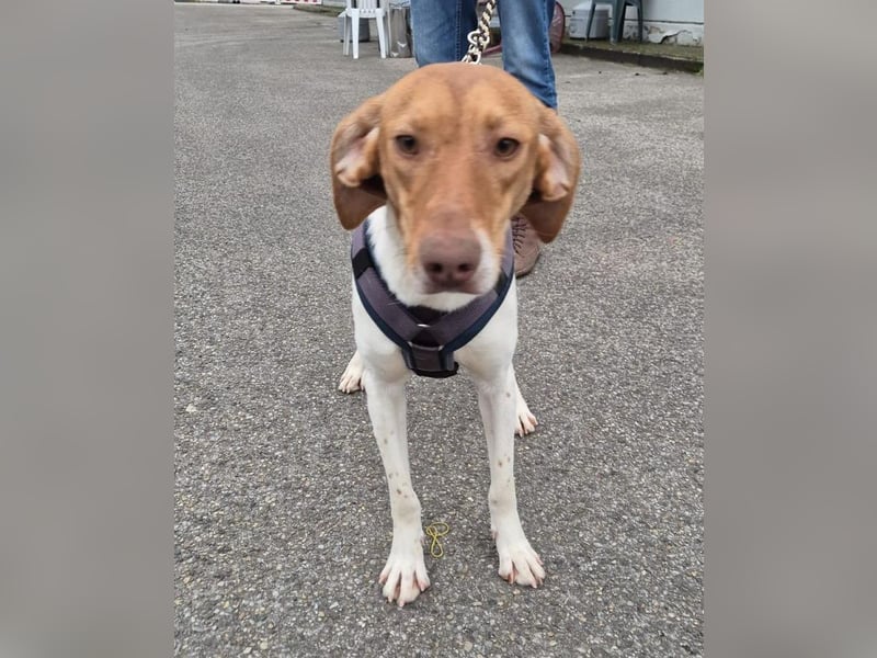 KATRA, Schmusebacke, 1 Jahr, 45 cm, Mischling, Tierschutz, Pflegestelle 57635