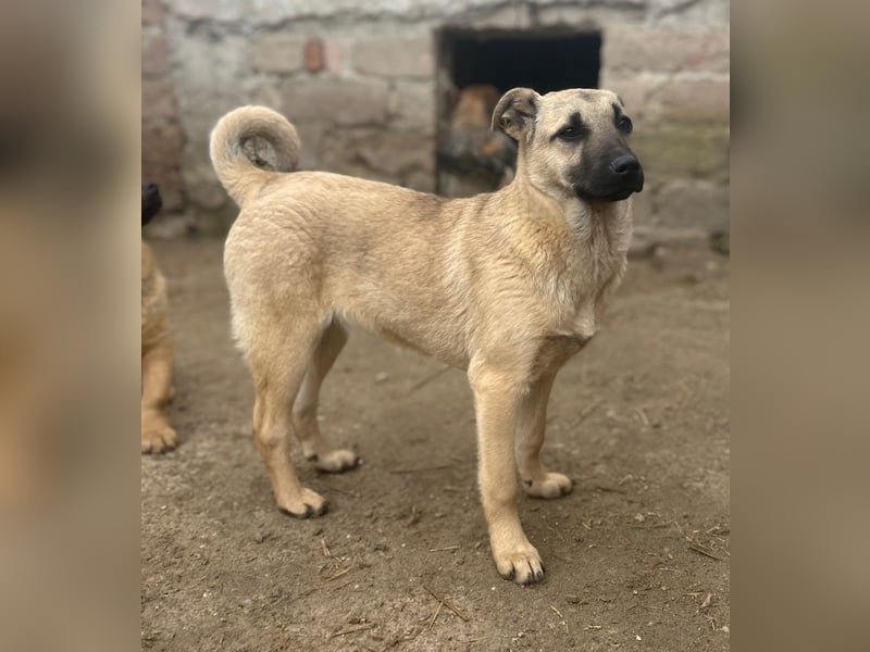 ⭐️Phillis⭐️, aufgeweckte Welpenmaus, Hündin, 8 Monate, 39 cm, Mischling, Tierschutz Rumänien