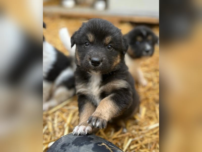SALVA, kleine Entdeckerin, 3 Monate, 28 cm, Mischlingsmädchen, Tierschutz Rumänien