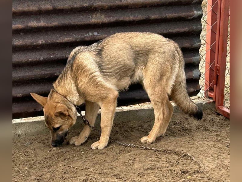 Lita ist ausreisebereit – wer öffnet sein Zuhause?
