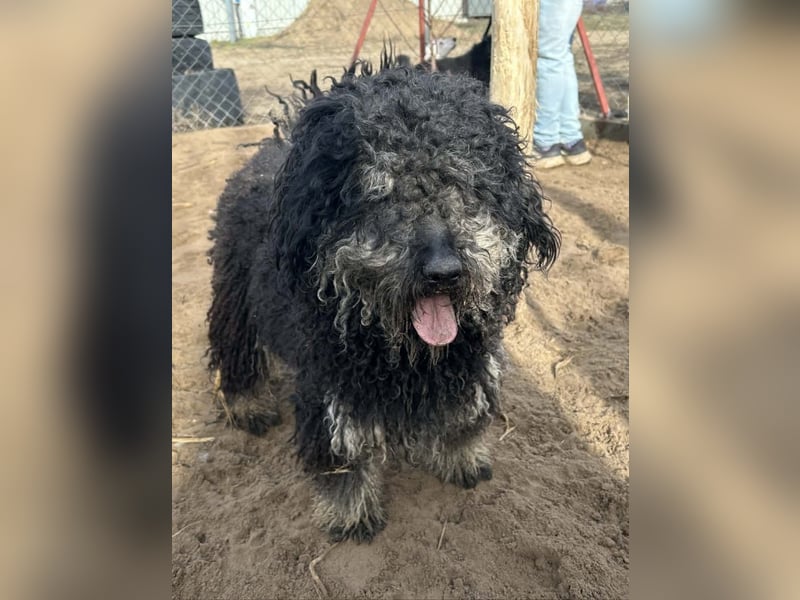 Samu sucht ein liebevolles Zuhause