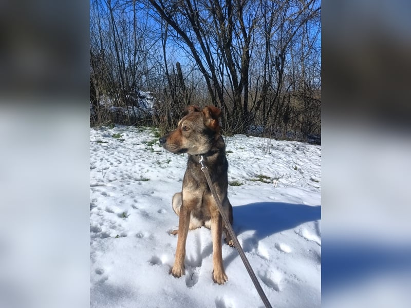 Buffy Tierschutzhund sucht ein Zuhause