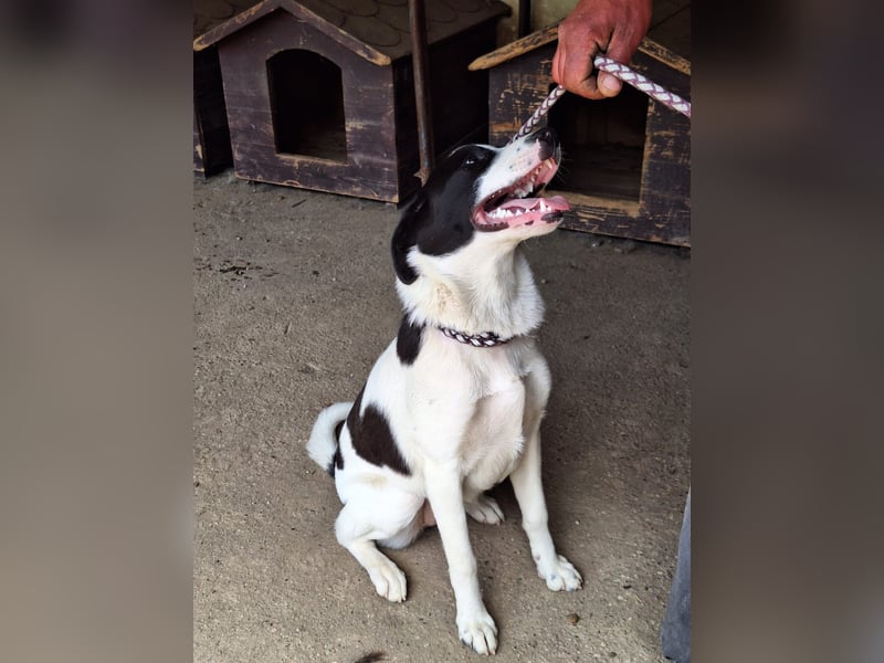 Hier kommt Hündin Julie