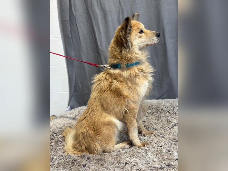 wunderschöne Levendula wartet auf Dich