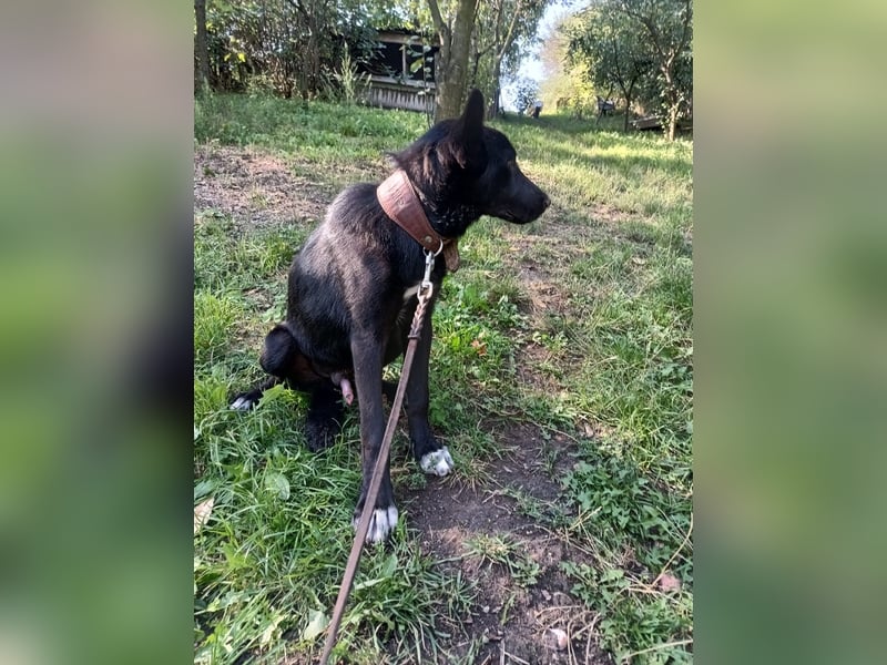 Blacky Tietschutzhund sucht ein Zuhause