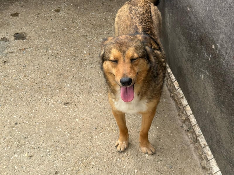 Hündin 028411 sucht ihr Zuhause