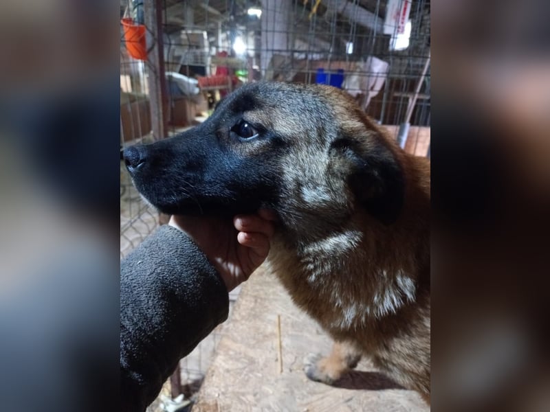 ⭐️TASCHA⭐️, Malinois-Mischling, Hündin, 9 Monate, 50 cm, Mischling, Tierschutz Rumänien