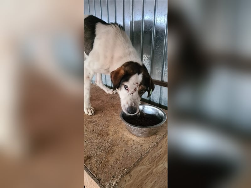 Jason, Verwandlung vom scheuen Hund zum  Traumjungen