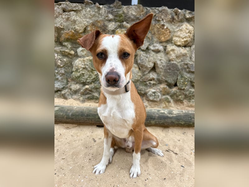 Aufgeschlossener Otis wartet in Portugal auf unserem Tierschutzhof!