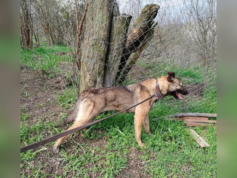 Mina Tierschutzhund sucht ein Zuhause