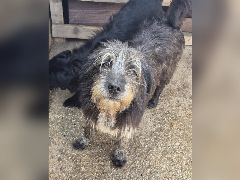 Hündin 080918 stellt sich vor