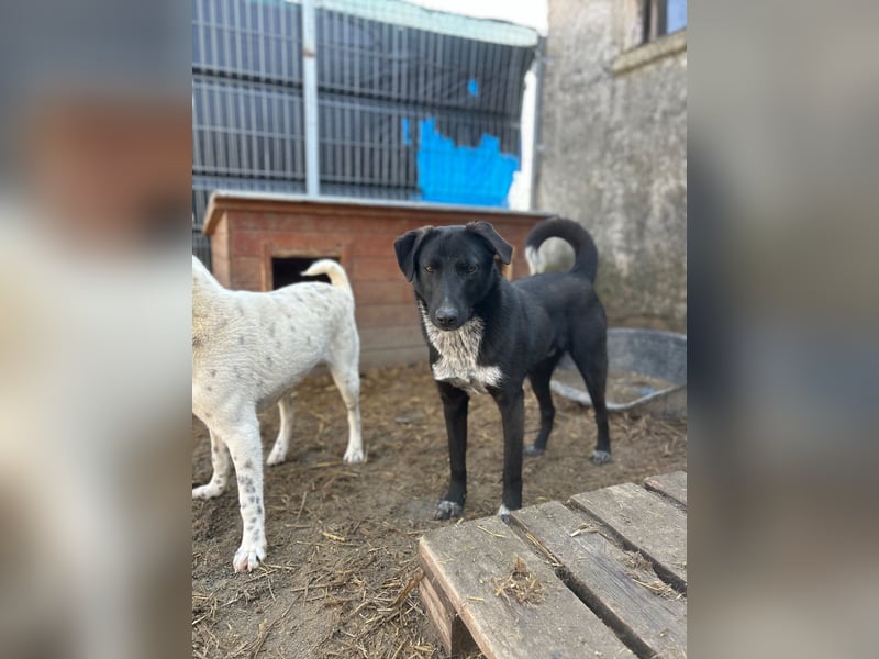 ⭐️SMOKY⭐️, sportlicher Rüde, 1 Jahr, 46 cm, Mischling, Tierschutz