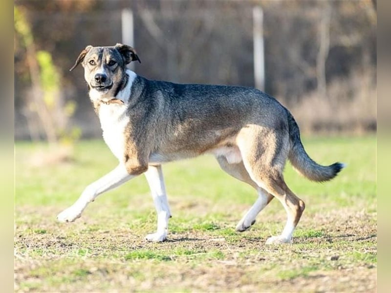 Rüde Larry ist ein prima Kerl. Er lebt in Rumänien bei der Ärztin die ihn gerettet hat