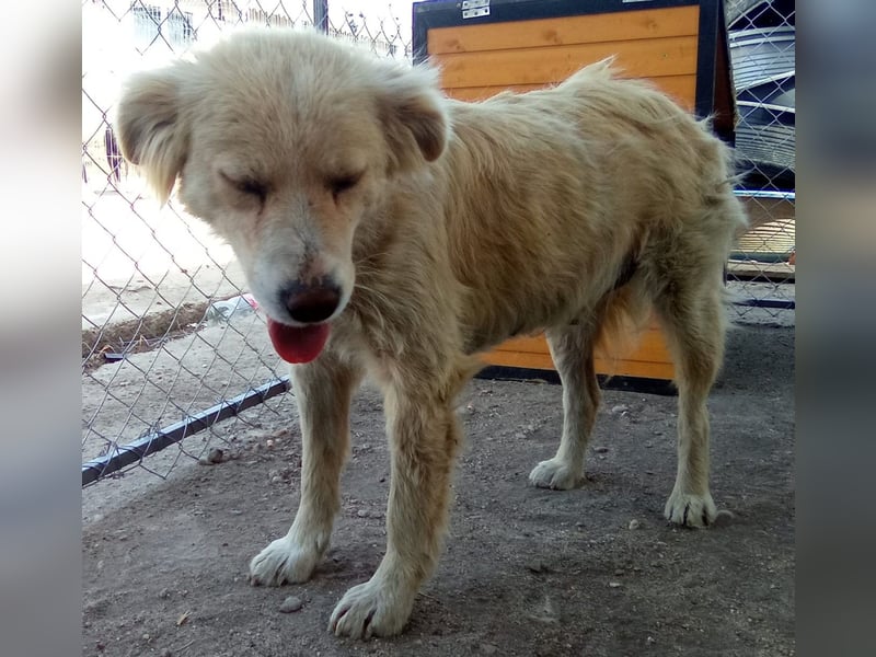 FINCHEN, Herz aus Gold, 5 Jahre, 45 cm, Mischlingshündin, Tierschutz Rumänien