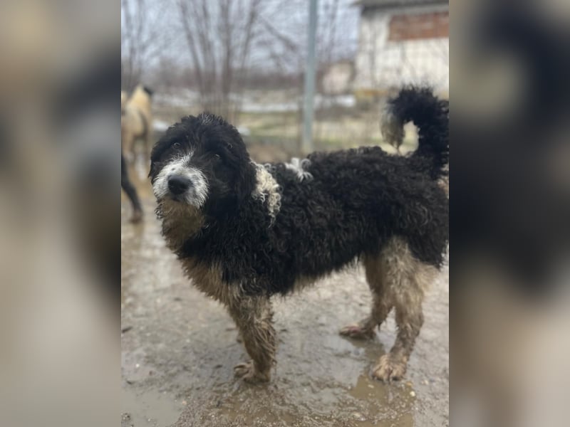 ⭐️GLORIE⭐️, Hündin, 8 Monate, 37 cm, Mischling, Tierschutz