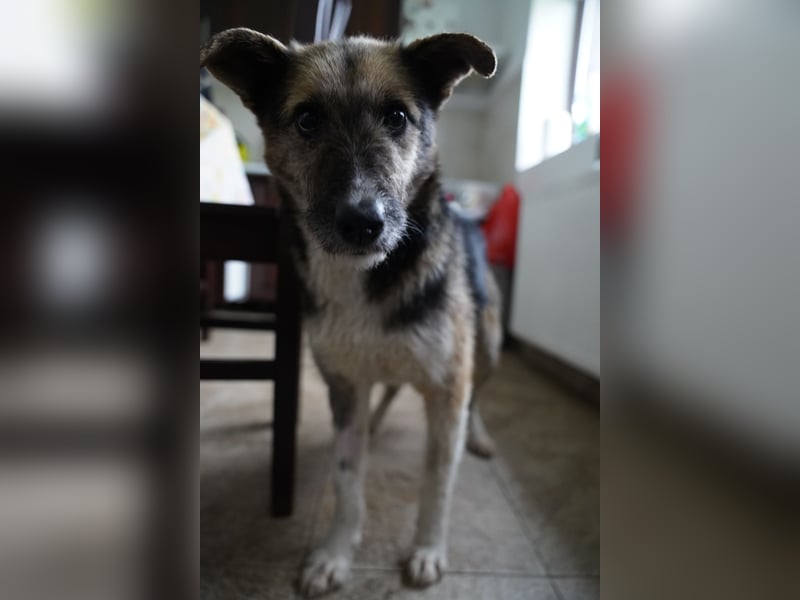 ⭐️OLIVIA⭐️, entspannte Hündin, 2 Jahre, 50 cm, Mischling, Tierschutz Rumänien