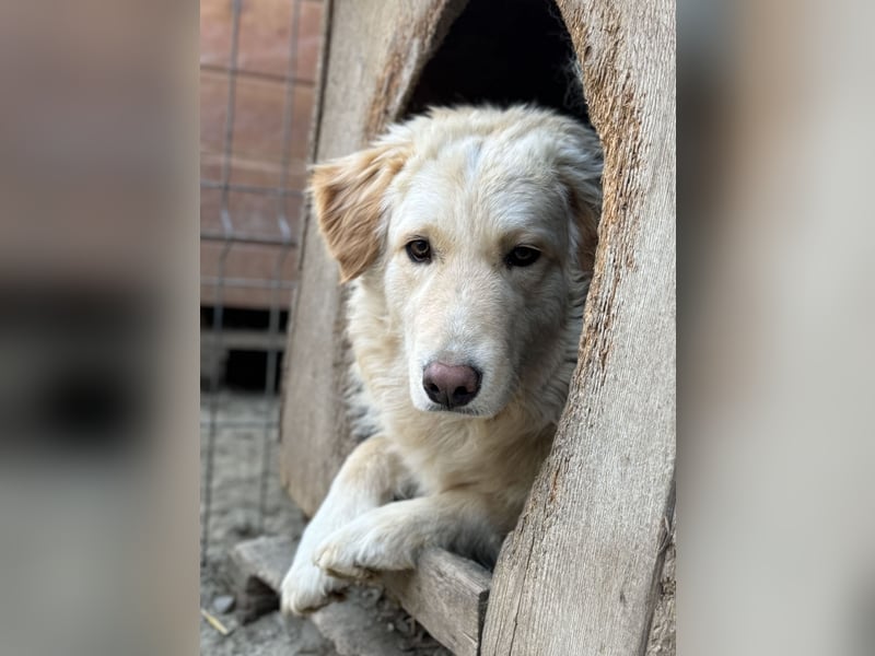 ⭐️CEDRIC⭐️, Goldschatz, Rüde, 3,5 Jahre, 50 cm, Mischling, Tierschutz Rumänien