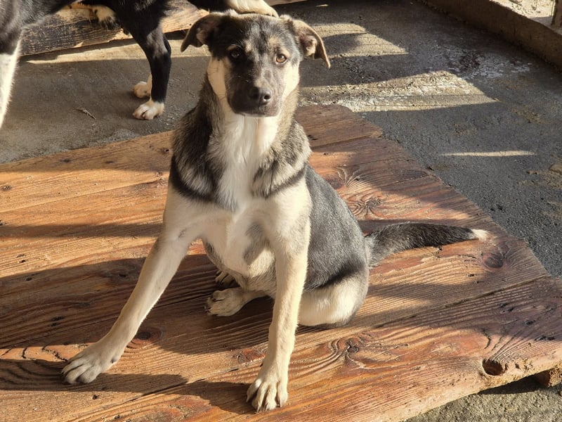 Hündin Gina sucht ihr eigenes Zuhause