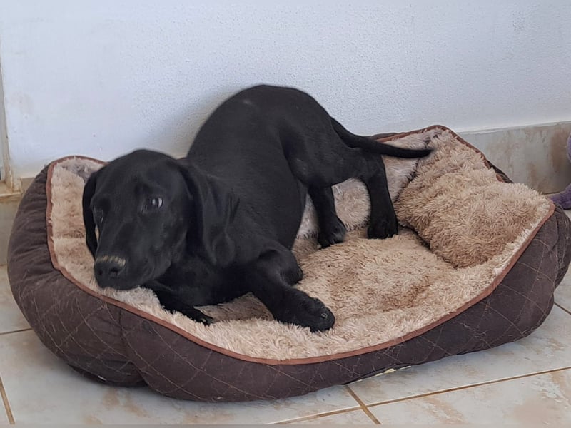 Der kleine Hermit sucht sehnsüchtig ein Zuhause