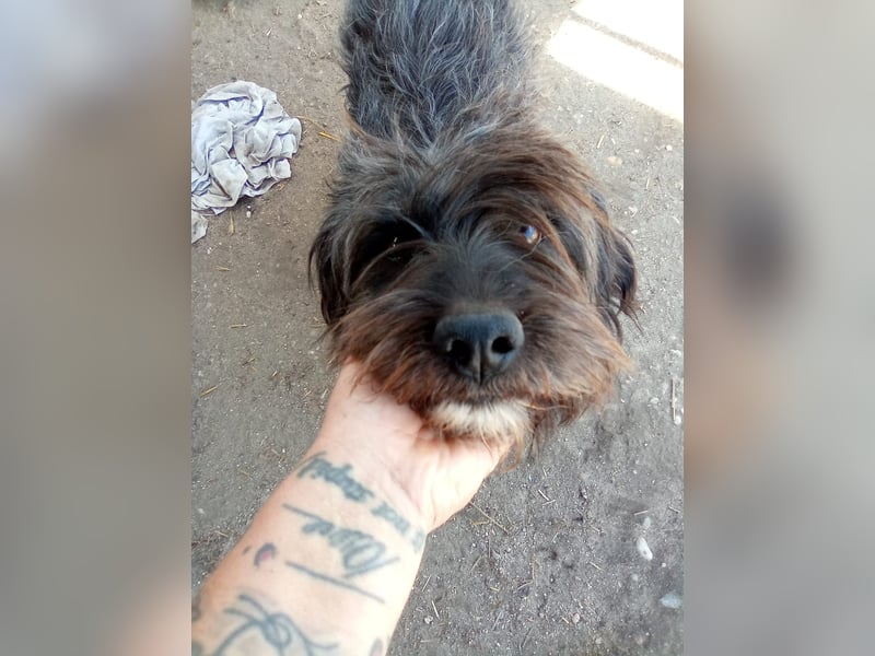 SPARTACUS, wunderbarer Wuschel, Rüde, 9 Monate, 46 cm, Mischling, Tierschutz Rumänien