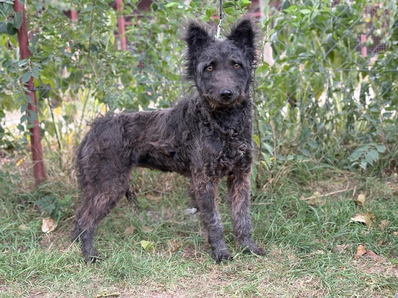 Zelmira - Schenkst du ihr ein Zuhause?