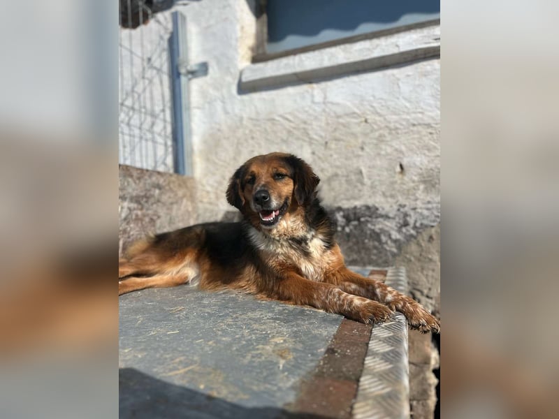 ⭐️JOLLY⭐️, Hündin, 2,5 Jahre, 43 cm, Mischling, Tierschutz