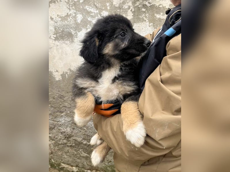 STELUTA, süßes Leckermäulchen, 3 Monate, 27 cm, Mischlingsmädchen, Tierschutz Rumänien