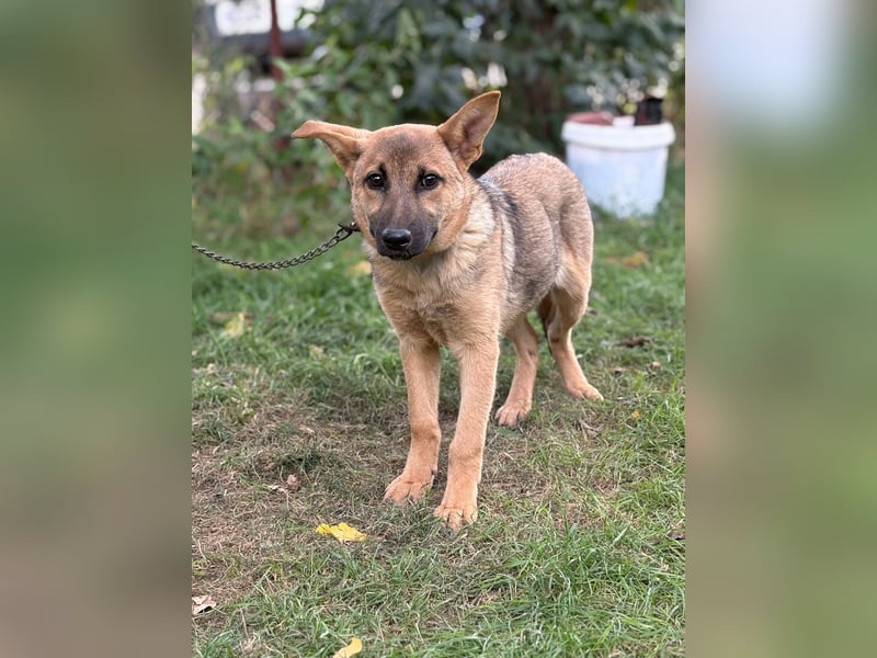 Lita ist ausreisebereit – wer öffnet sein Zuhause?