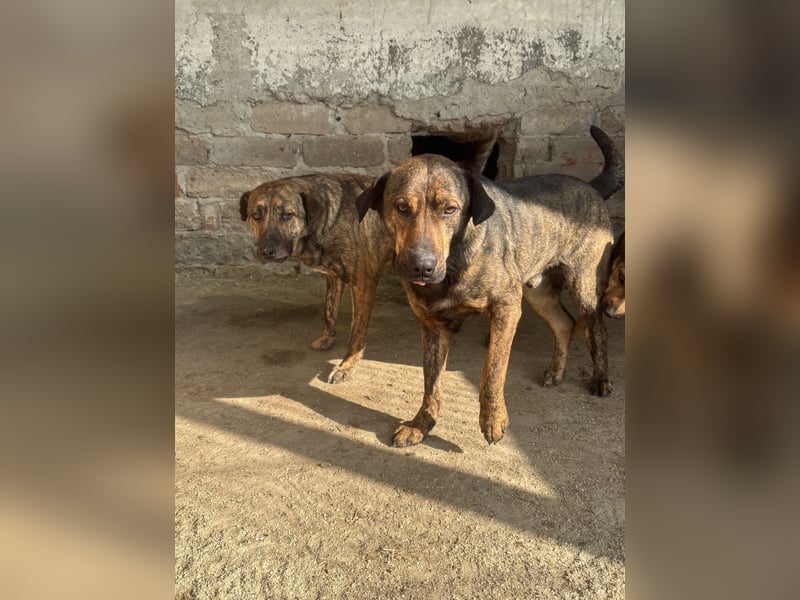 ⭐️ZICO⭐️, besonderes Seelchen, Rüde, 3,5 Jahre, 48 cm, Mischling, Tierschutz Rumänien