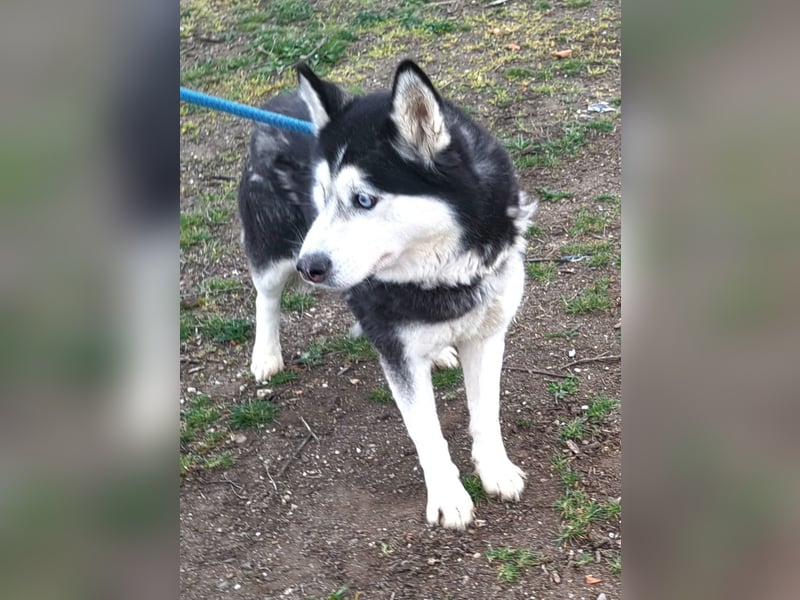 Huskyherz sucht Menschen, die ihre Sprache sprechen