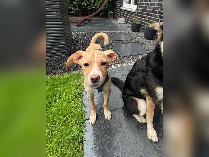 IBIZA, neugieriger Welpe, 3 Monate, 32 cm, Mischling, Tierschutz, Pflegestelle Bonn