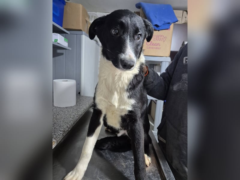 Junger Rüde 890513 sucht seine eigene Familie