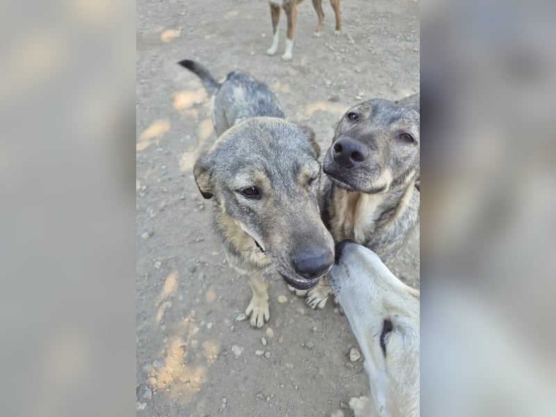 Traumrüde 080944 sucht sein eigenes Zuhause