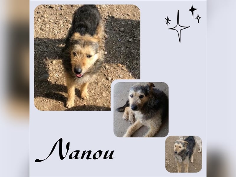 Nanou wartet schon so lange auf ein Zuhause