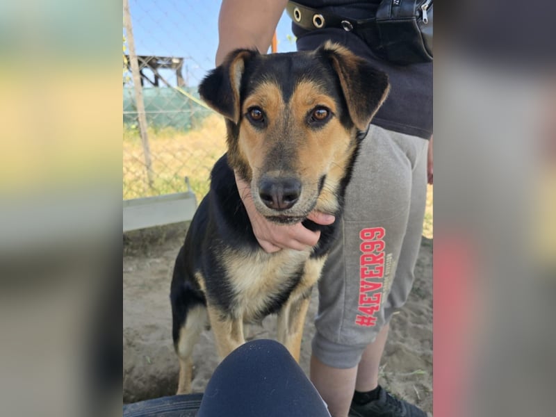 Kerubin - will seine Liebe weitergeben!