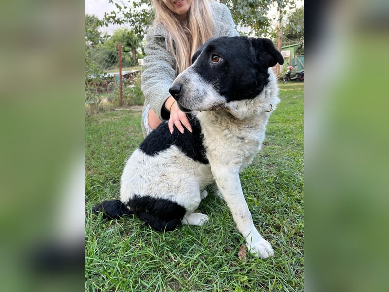 Rabies, ein Traumhund