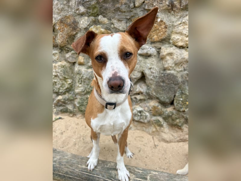 Aufgeschlossener Otis wartet in Portugal auf unserem Tierschutzhof!
