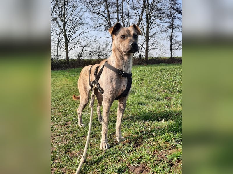LIV, bedingungslose Liebe, 1 Jahr, 40 cm, Mischlingsmädchen, Tierschutz Rumänien, Pflegestelle 46359