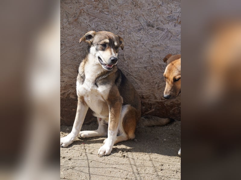 ⭐️ILKER⭐️, fröhlicher Hundejunge, 1 Jahr, 48 cm, Mischling, Tierschutz Rumänien